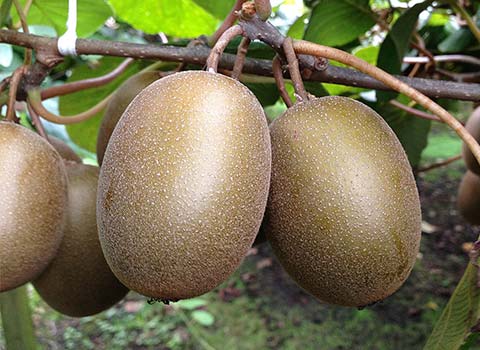 Side effects of kiwi fruit for pregnant