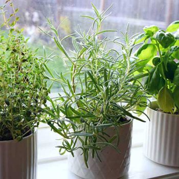 Top 10 Herbs for Your Kitchen