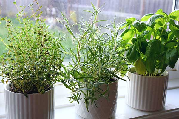 Top 10 Herbs for Your Kitchen