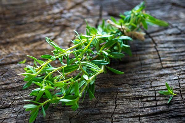 What Is Savory Herb?
