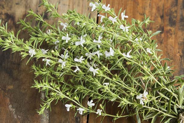 savory herb benefits